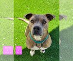 Small American Pit Bull Terrier