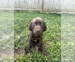 Small Photo #15 German Shorthaired Pointer Puppy For Sale in FRANKLIN, KY, USA