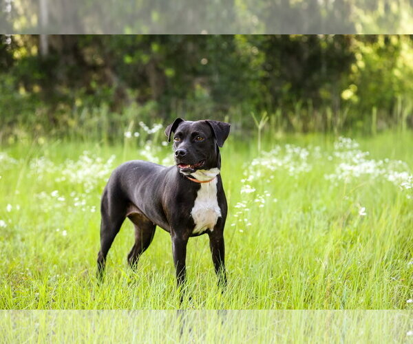 Medium Photo #3 Mutt Puppy For Sale in  Gainesville, FL, USA
