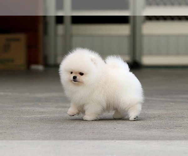 Medium Photo #4 Pomeranian Puppy For Sale in CINCINNATI, OH, USA