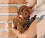 Small Photo #4 Poodle (Miniature) Puppy For Sale in CHANDLER, AZ, USA