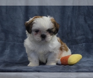 Shih Tzu Puppy for sale in SILEX, MO, USA