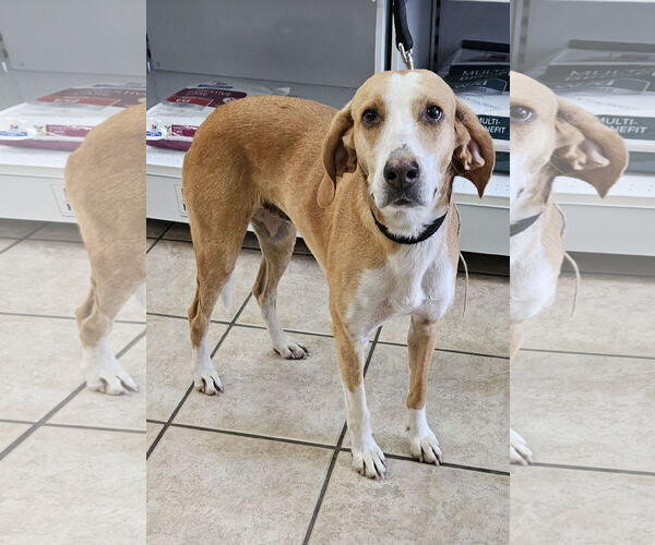 Medium Photo #5 Coonhound Puppy For Sale in Corinth, MS, USA