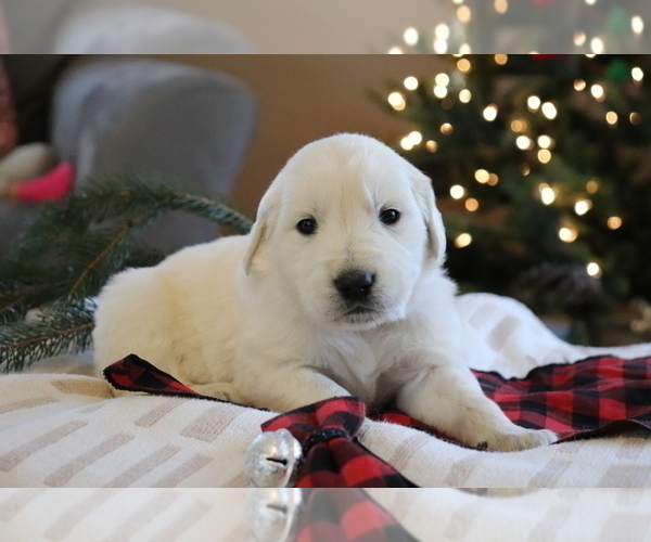 Medium Photo #1 English Cream Golden Retriever Puppy For Sale in DUNDEE, OH, USA