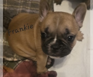 Medium French Bulldog