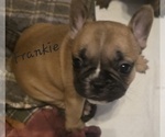 Puppy Frankie French Bulldog