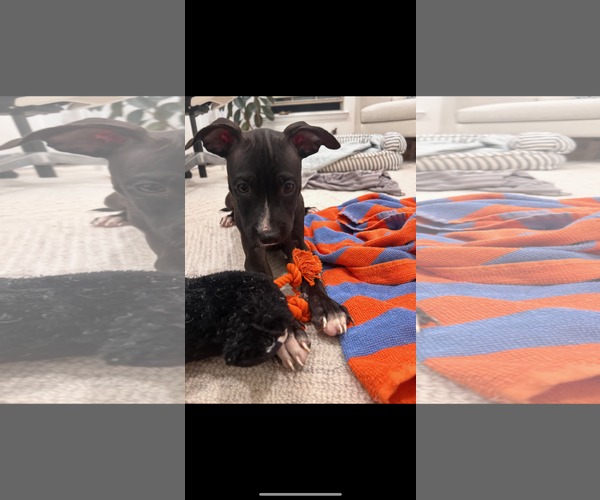 Medium Photo #1 American Pit Bull Terrier-Unknown Mix Puppy For Sale in Rockaway, NJ, USA