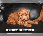 Small #1 Cavapoo