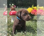 Small #2 Labrador Retriever