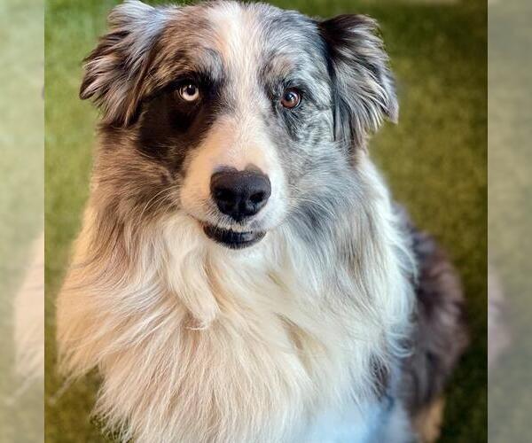 Medium Photo #1 Australian Shepherd Puppy For Sale in Edmond, OK, USA