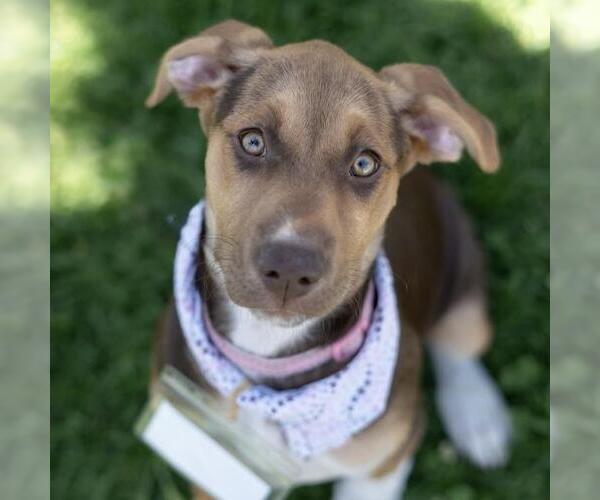 Medium Photo #7 Mutt Puppy For Sale in San Diego, CA, USA
