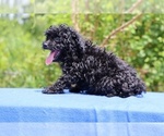 Small #27 Poodle (Toy)