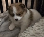 Small #2 Pomeranian