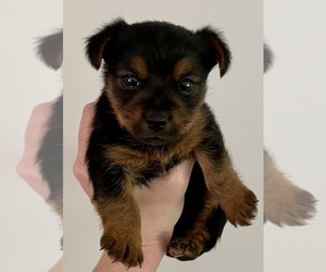 Yorkshire Terrier Puppy for sale in CHARLESTOWN, RI, USA