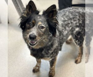 Mutt Dogs for adoption in Rohnert Park, CA, USA