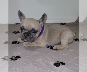 French Bulldog Puppy for sale in COLORADO SPRINGS, CO, USA