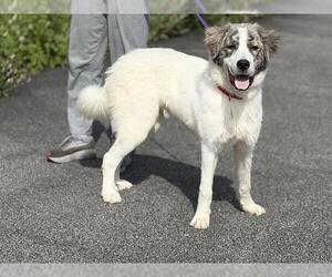 Anatolian Pyrenees Dogs for adoption in Canfield, OH, USA
