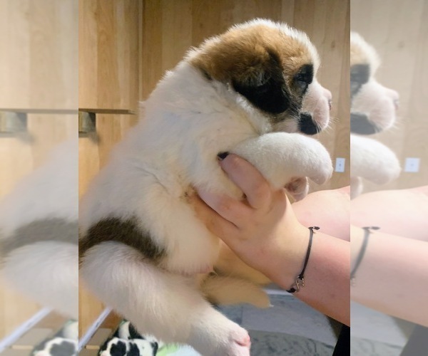 Medium Photo #3 Cane Corso-Saint Bernard Mix Puppy For Sale in WORCESTER, MA, USA