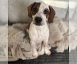 Small Photo #2 Boxer-English Coonhound Mix Puppy For Sale in Canal Winchester, OH, USA