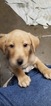 Small Photo #11 Labrador Retriever Puppy For Sale in GODFREY, IL, USA