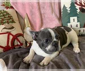 French Bulldog Puppy for sale in JOHNS ISLAND, SC, USA