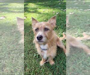 Mutt Dogs for adoption in Greenville, SC, USA