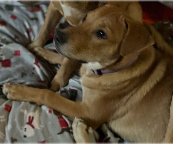 Medium Photo #2 Boxer-Unknown Mix Puppy For Sale in Fort Worth, TX, USA