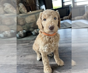 Goldendoodle Dog for Adoption in GREENLEAF, Wisconsin USA