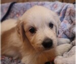 Puppy Ivory English Cream Golden Retriever