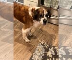 Small Photo #2 Saint Bernard-Unknown Mix Puppy For Sale in Princeton, MN, USA