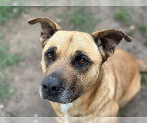 Mutt Dogs for adoption in Tulsa, OK, USA