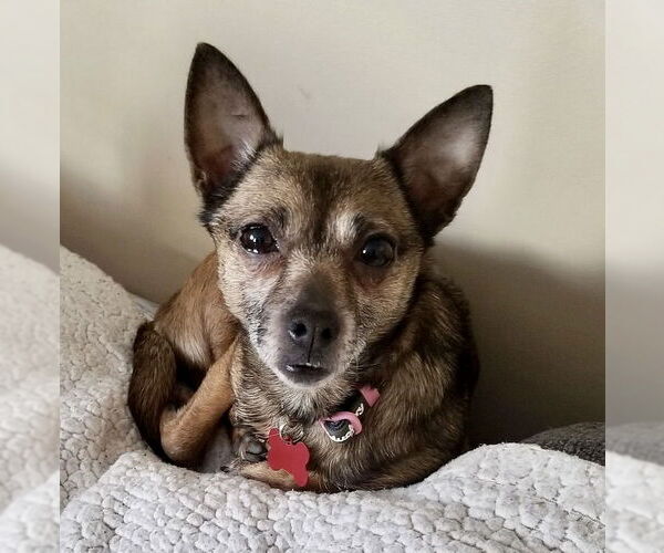 Medium Photo #2 Chihuahua-Unknown Mix Puppy For Sale in Mount Laurel, NJ, USA