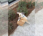 Small #9 Gerberian Shepsky