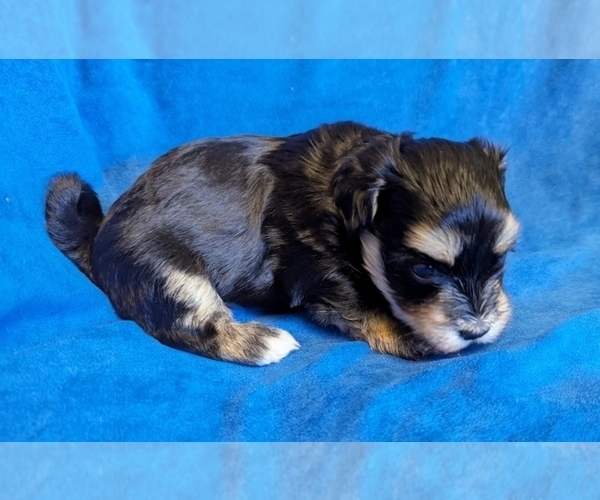 Medium Photo #4 Havanese Puppy For Sale in POST FALLS, ID, USA
