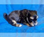 Small #3 Havanese
