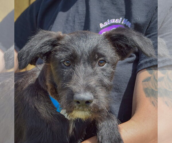 Medium Photo #1 Mutt Puppy For Sale in Huntley, IL, USA