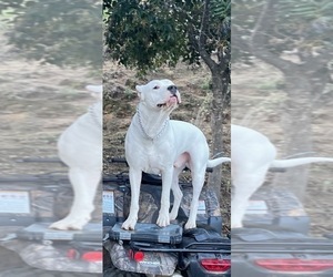 Dogo Argentino Puppy for sale in PAUMA VALLEY, CA, USA