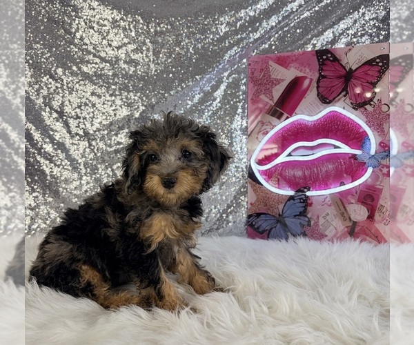 Medium Photo #2 Bernedoodle (Miniature) (+ Poodle Miniature) Puppy For Sale in INDIANAPOLIS, IN, USA