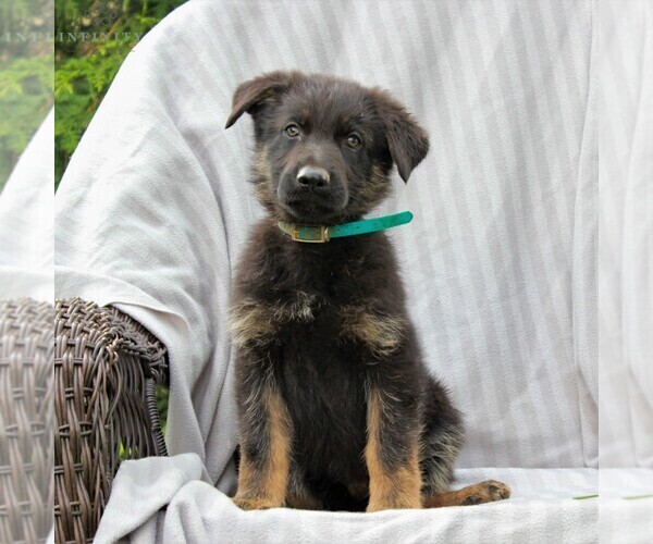 Medium Photo #2 German Shepherd Dog Puppy For Sale in KINZERS, PA, USA