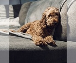 Small Photo #1 Goldendoodle Puppy For Sale in SPOKANE, WA, USA