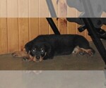 Small Photo #11 Rottweiler Puppy For Sale in APPLE CREEK, OH, USA