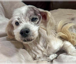 Small #1 Maltese Mix