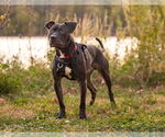 Small #7 American Staffordshire Terrier-Labrador Retriever Mix