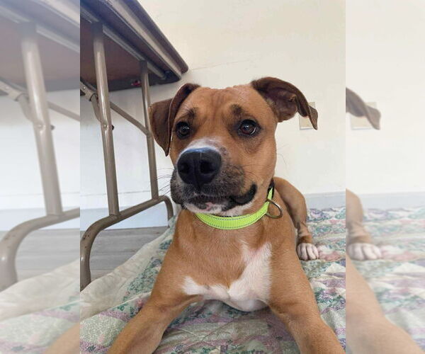 Medium Photo #1 Mutt Puppy For Sale in South Bend, IN, USA