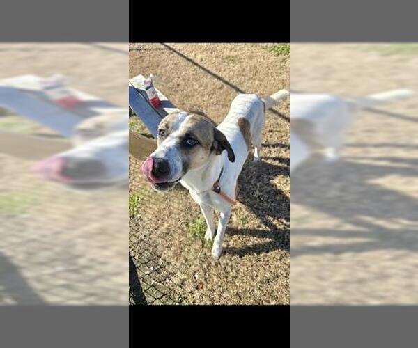 Medium Photo #2 Akita-Great Pyrenees Mix Puppy For Sale in Houston, TX, USA