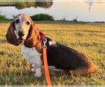 Small #3 Basset Hound