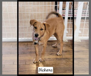 Dickens - Male Mutt Dog for Adoption - Photo #9