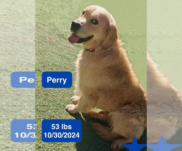 Medium Photo #1 Golden Retriever Puppy For Sale in West Hollywood, CA, USA
