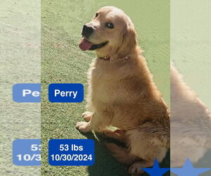 Golden Retriever Dogs for adoption in West Hollywood, CA, USA