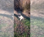Small #45 Mastiff